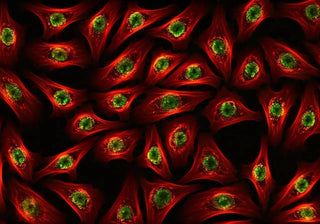 Unlocking-the-Power-of-Stem-Cell-Mobilization-for-Longevity Cellregen UK